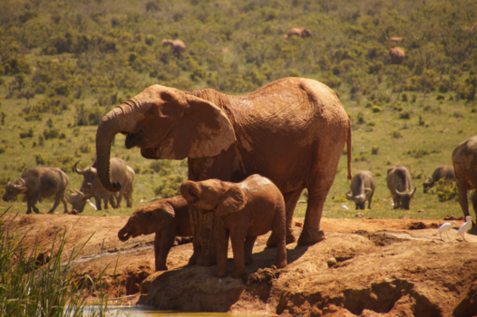 Addo Elephant National Park - Even een slokje