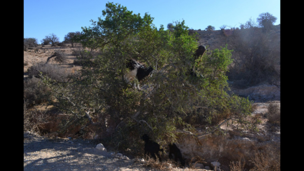 Essaouira - Tree climbing goats