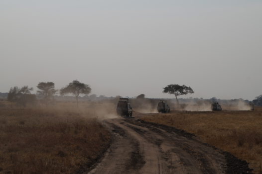 Tanzania - Safari