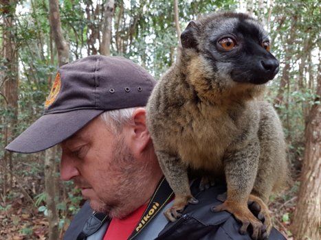 Okavango Delta - Madagascar lemur on the spot