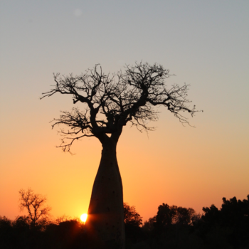 Madagaskar - Baobab at Spiny forest