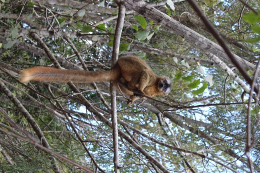Madagaskar - Lemur