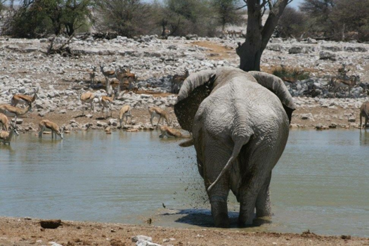 Etosha National Park - Kontjes kijken 😂
