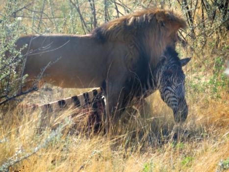 Namibië - Wildlife in Etosha National Park