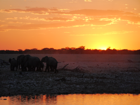 Etosha National Park - Waterhole bij de camping