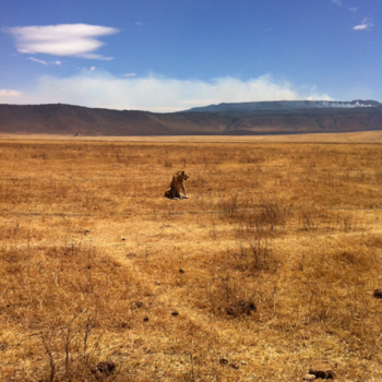 Tanzania - Lone King of the world