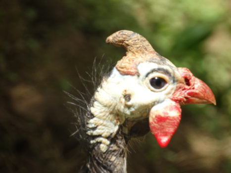 Madagaskar - How beautiful ugly can be