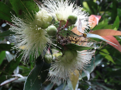 Madagaskar - Simple nature