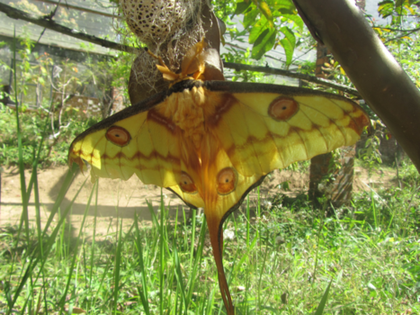 Madagaskar - Flying beauty