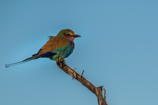 Hwange National Park - Vogeltje