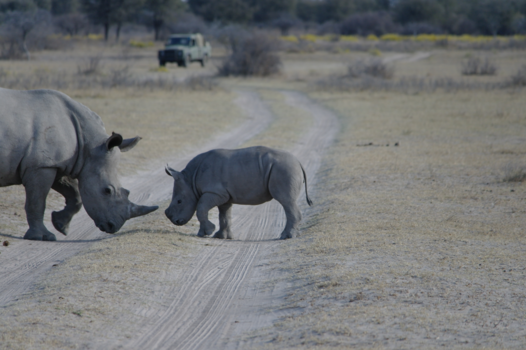 Botswana - Rondreis door Botswana, zeldzaam moment