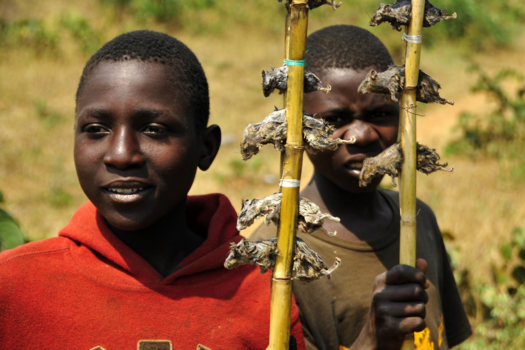 Malawi - Mouse on a stick