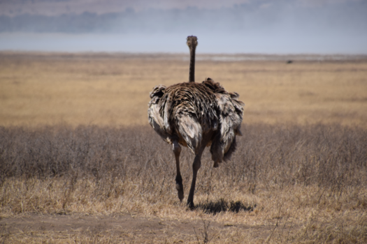 Tanzania - Strong alone