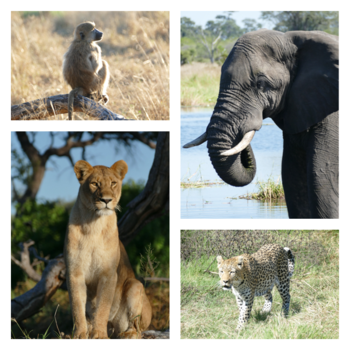 Botswana - Morning beauty