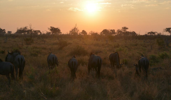Botswana - Back to nature @ Botswana