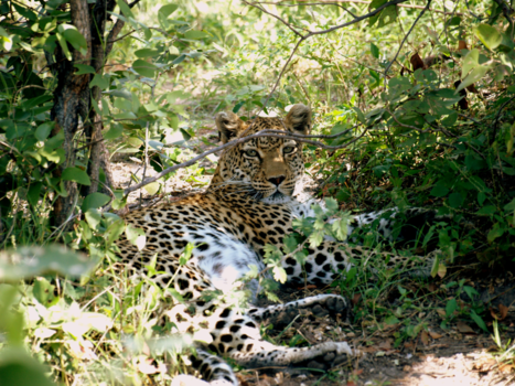 Okavango Delta - Beauty