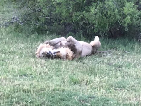 Botswana - Slaap lekker