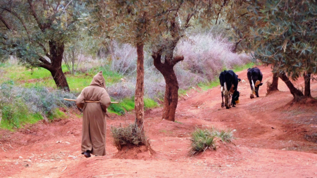 Marokko - Koeien hebben geen weiland, maar worden gehoed !