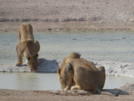 Etosha National Park - Door Danielle Toebak