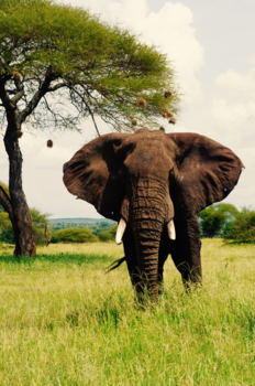 Tanzania - What are you looking at