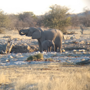 Namibië - Drinkende olifant met kind in Etosha nationaal park Namibië