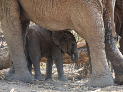 Namibië - moederzorg
