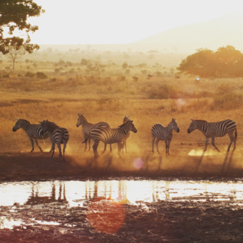 Tsavo West National Park - Zebras in morning light