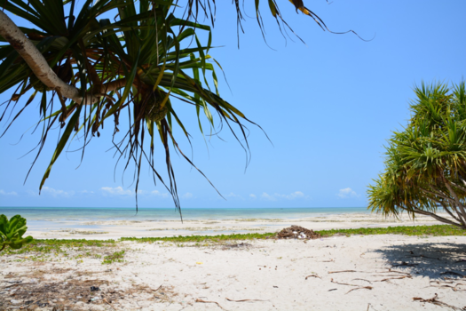 Stranden van Zanzibar - Pongwe