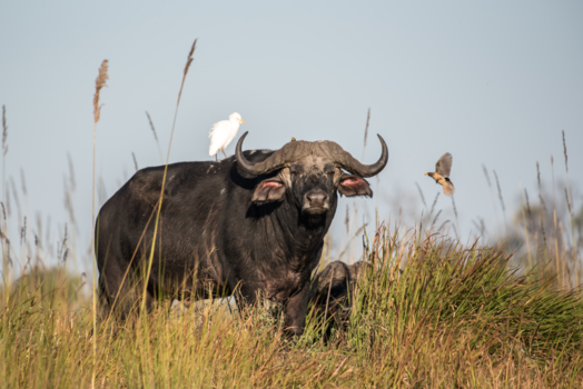 Okavango Delta - Afrikaanse buffel op pad met zijn vliegende vriendjes...