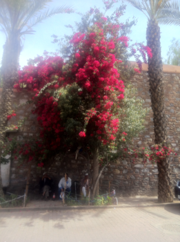 Marrakesh - Lentebloemenpracht, Marrakesh