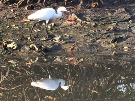 Gambia - In de mangroven met een bootje