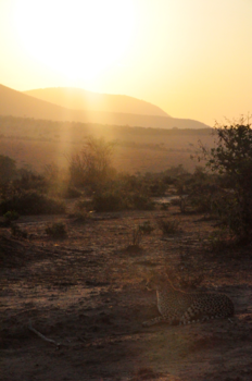 Masai Mara - Zonsopkomst in de Masai Mara met gracieuze cheeta op de voorgrond