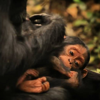 Kibale National Park - New in the World