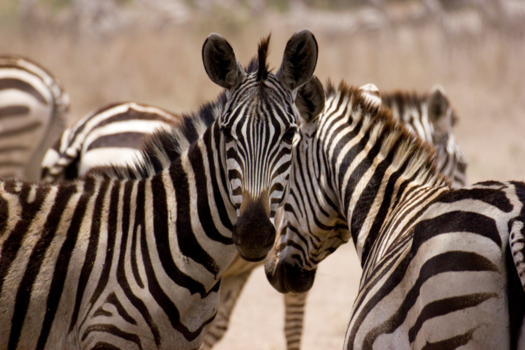Tanzania - De mooiste dieren van de Serengeti