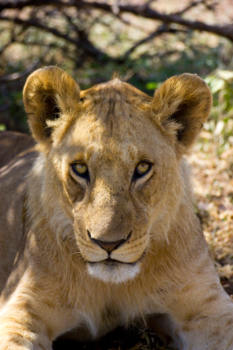 Serengeti National Park - Leeuw