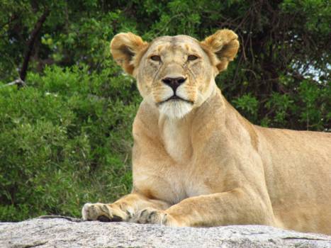 Serengeti National Park - Oog in oog met de koningin van de Serengeti