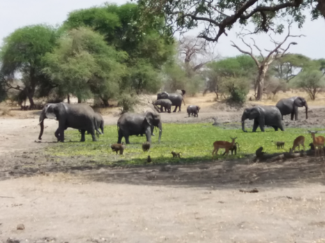 Tanzania - samenleven