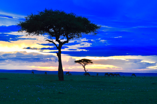 Masai Mara - Het moment.........