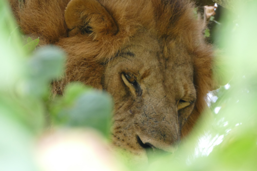 Oeganda - Leeuw in een boom (Oeganda)