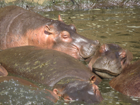 Serengeti National Park - Kussende Nijlpaarden