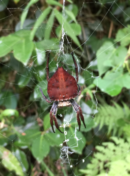 Madagaskar - Creepy spider
