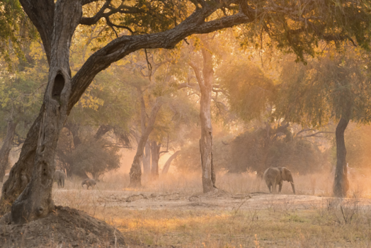 Mana Pools National Park - In het prachtige avondlicht van Mana Pools.