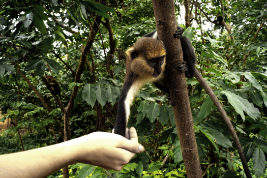 Ghana - Tafi Atome: het apenbos