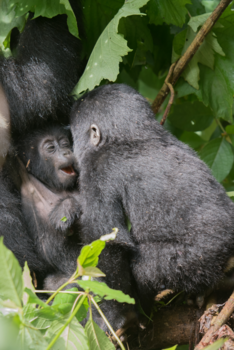Bwindi Impenetrable National Park - Broederliefde