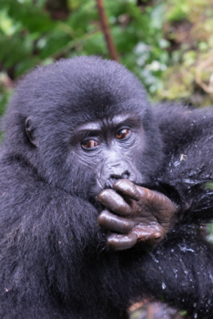 Bwindi Impenetrable National Park - Drinken