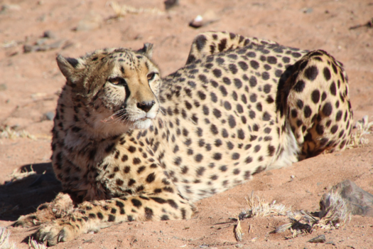 Namibië - Cheetah