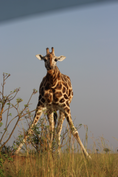 Queen Elizabeth National Park - De etende giraf