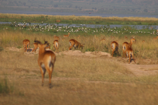 Queen Elizabeth National Park