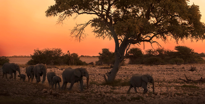 Namibië - Sunset Etosha National Park