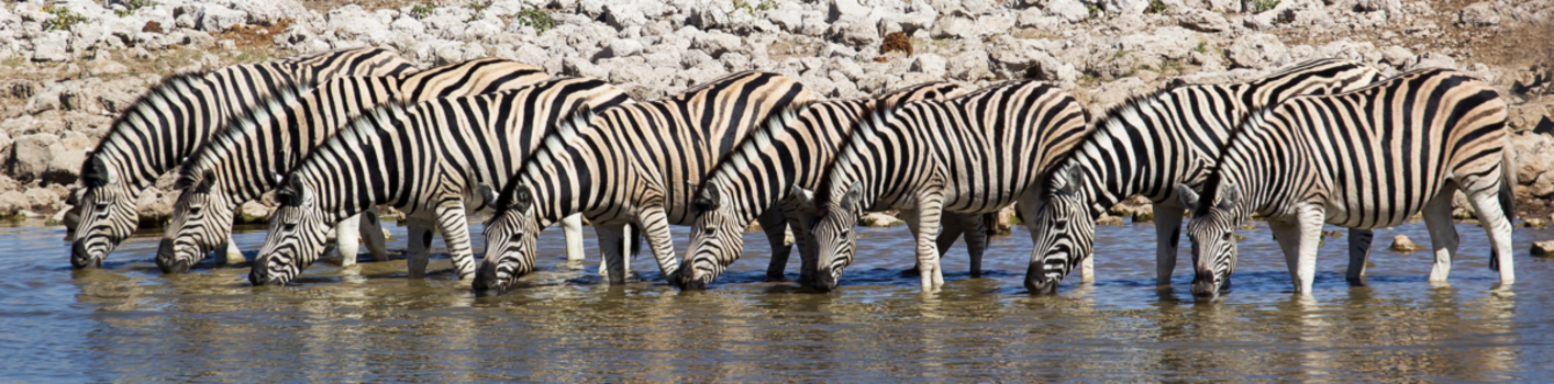 Etosha National Park - Acht op één rij